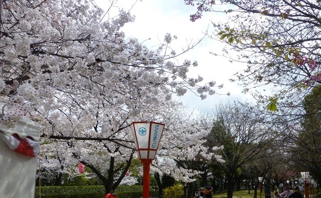 茨木緑地と桜の風景画像です。
