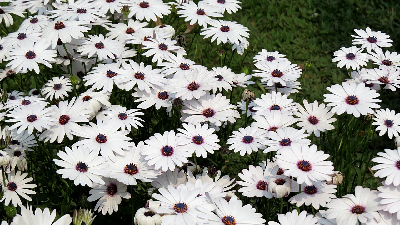 虫嫌いでも楽しめるガーデニングの花とは イエモア