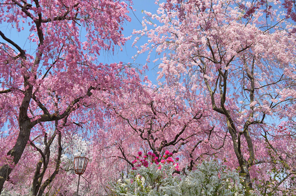 名所「原谷苑」満開の桜の画像です。