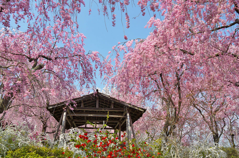 原谷苑の満開枝垂桜の画像です。