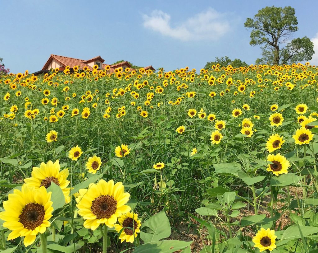 堺・緑のミュージアムハーベストの丘の夏の模様です。