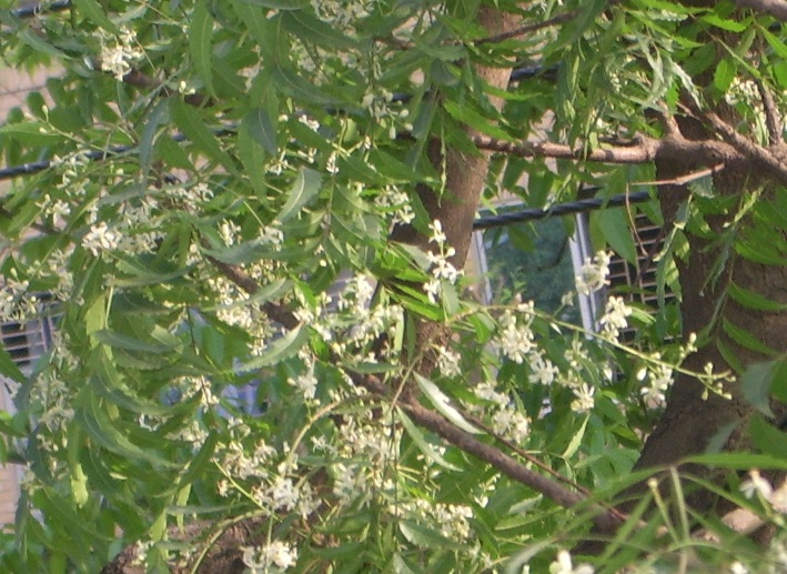 虫よけのニームの花です。