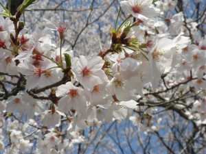 桜の定番のソメイヨシノの画像です。