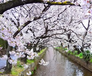 名所！八尾の玉串川桜並木の画像です。