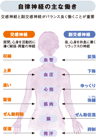 自律神経の主な働きの図