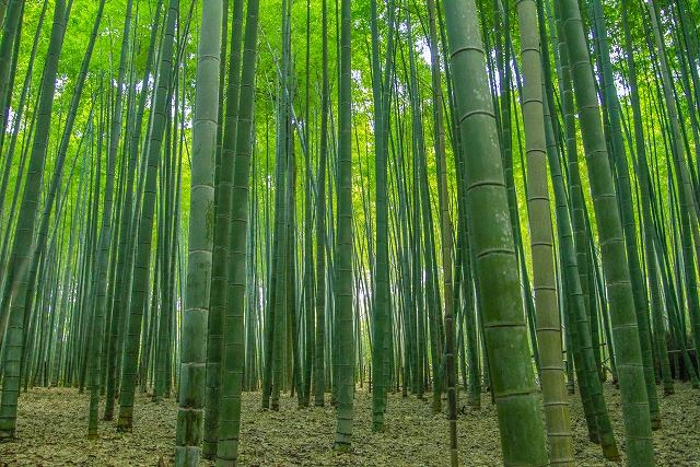 嵐山の竹林の画像です