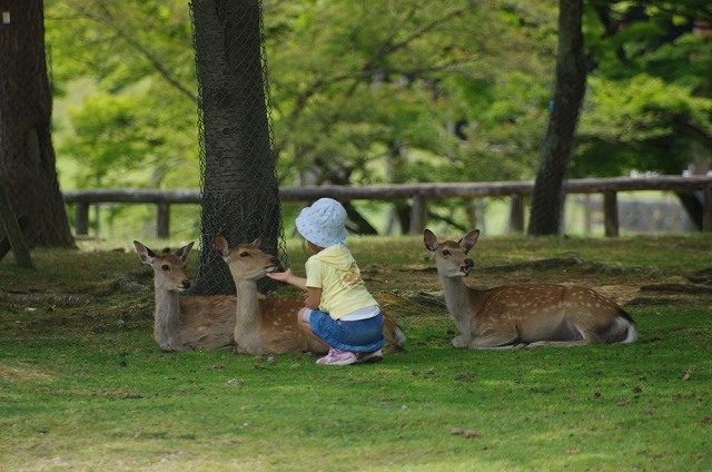 奈良公園の鹿さんたちです。
