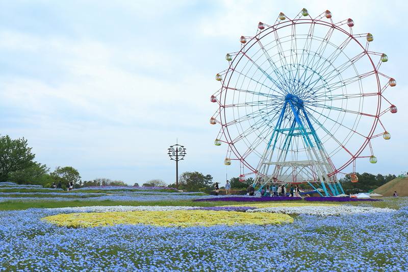 海の中道海浜公園の花畑の画像です