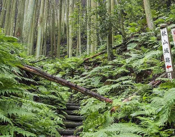 秋山城跡の画像です