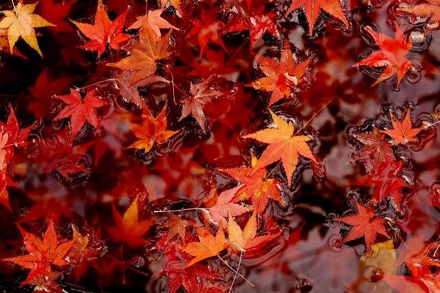 水に浮かぶモミジの葉の画像です