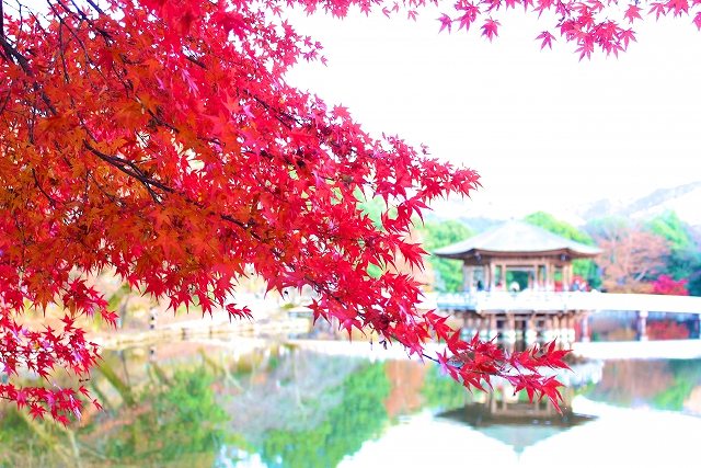 奈良公園（ならこうえん）の画像です