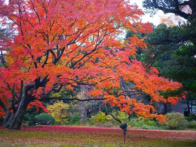 六義園の画像です