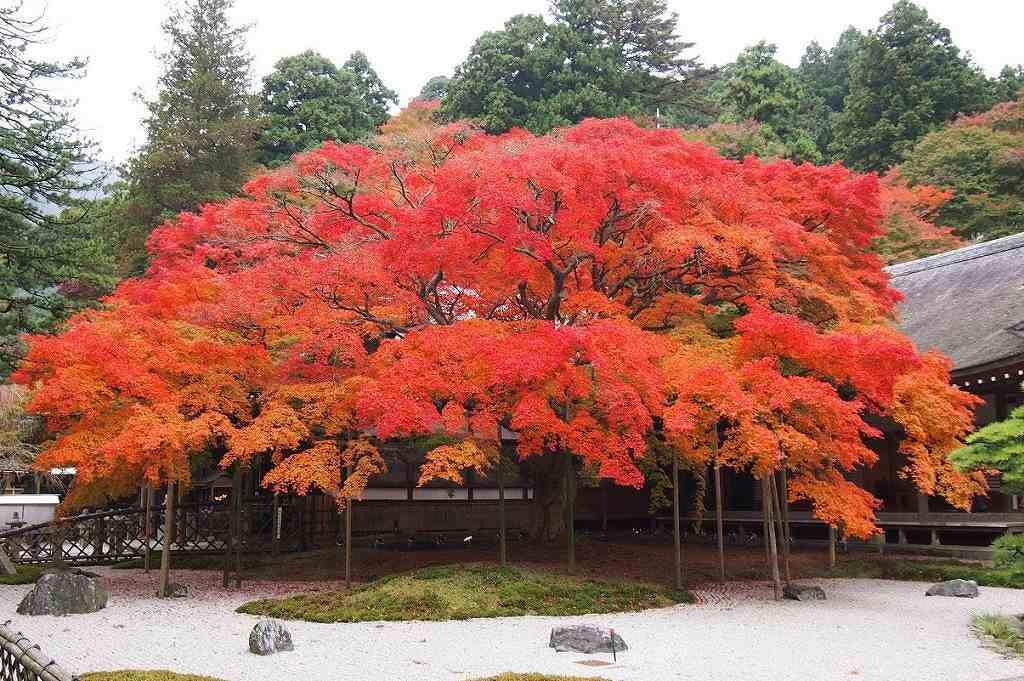 雷山千如寺大悲王院の画像です