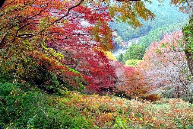 吉野山（よしのやま）の画像です