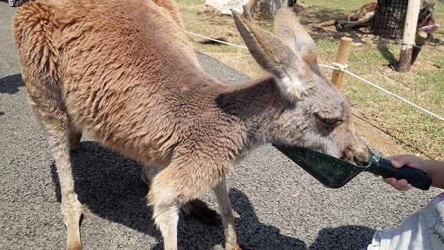 「ひびき動物ワールド」の画像です