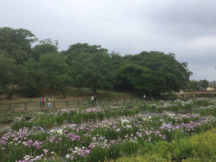 津堂城山古墳　花しょうぶ園の画像です