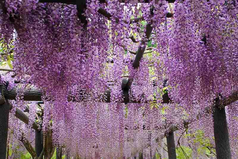 白井大町藤公園（兵庫）の画像です。