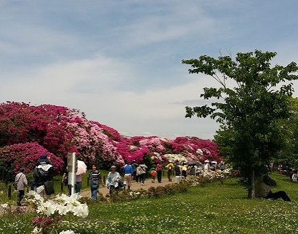 浅香山公園の画像です