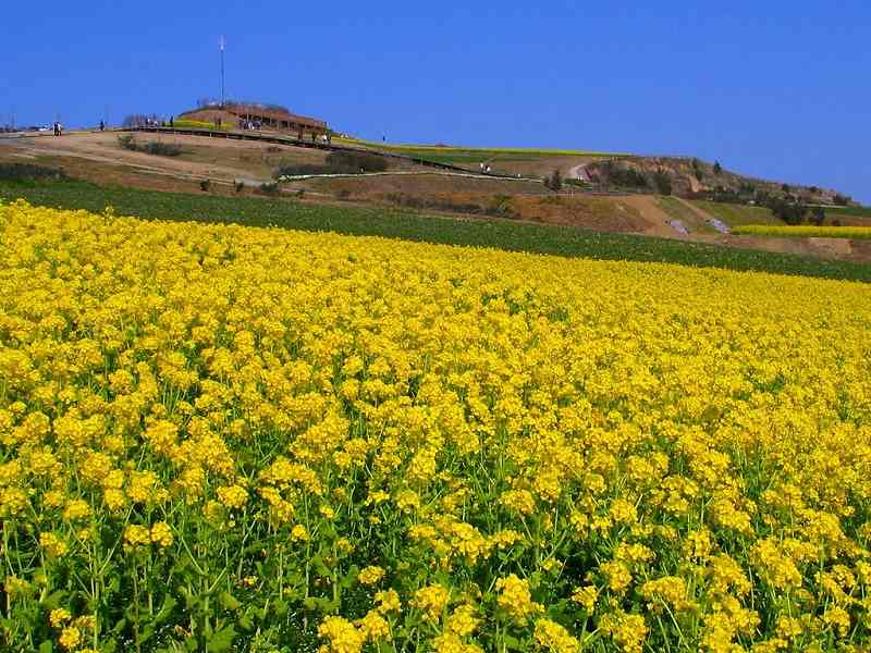 あわじ花さじき【兵庫県】の画像です。