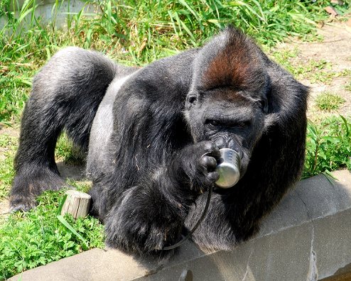 福岡市動植物園の画像です