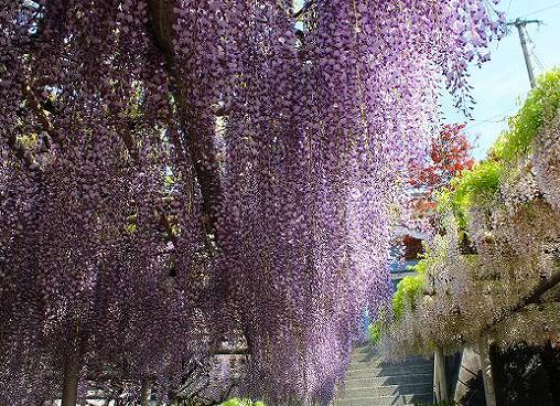 吉祥寺公園の画像です