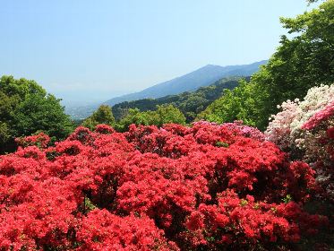 久留米森林つつじ公園の画像です