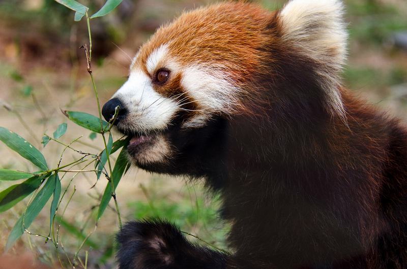 京都市動物園（京都）の画像です。