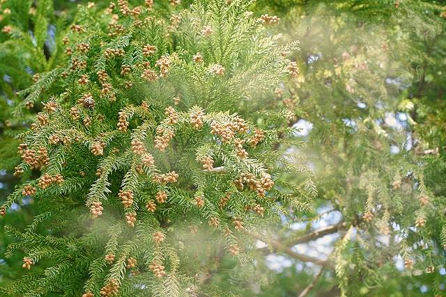 スギ花粉の画像です