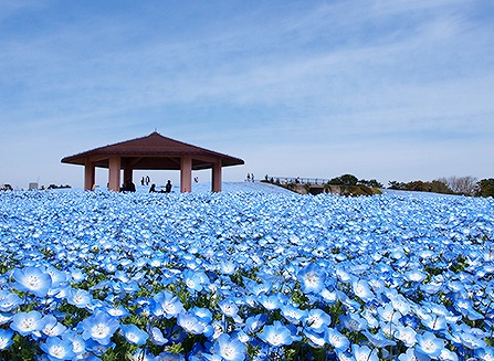 海の中道海浜公園の画像です