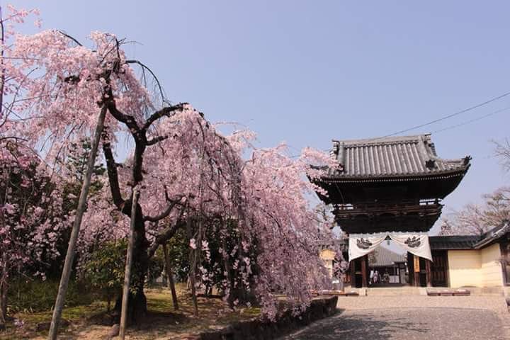 道明寺の画像です