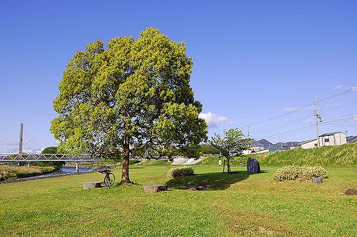 「石川河川公園」の画像です