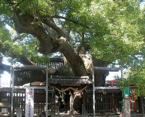 三島神社「薫蓋樟」の画像です