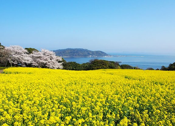 「能古島アイランドパーク」の画像です