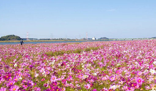 水巻町コスモスの画像です