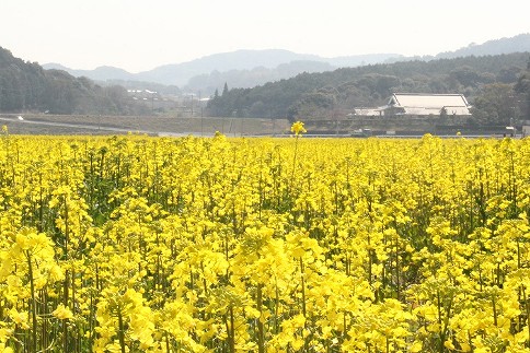 遠賀町菜の花畑の画像です