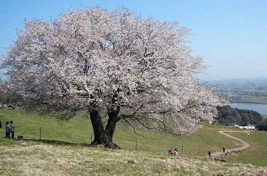 豊前市「一本桜」の画像です