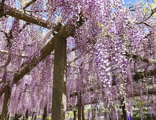 上高場の大藤の画像です