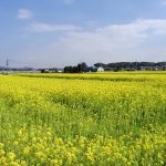 古賀市　菜の花畑の画像です