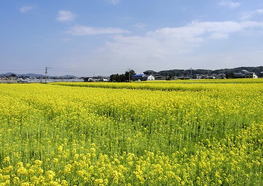 古賀市　菜の花畑の画像です