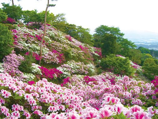 須恵町　皿山公園の画像です