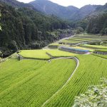 東峰村　棚田の画像です