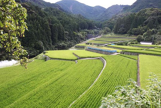 東峰村　棚田の画像です