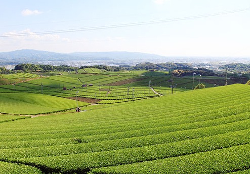 八女市　八女茶畑の画像です