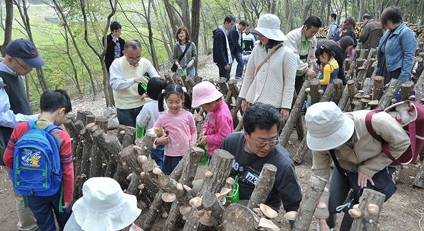 有馬富士の画像です