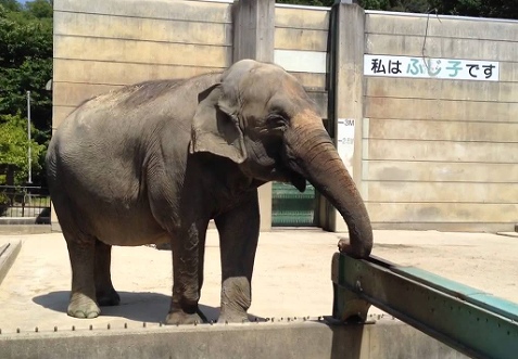 動物園の画像です