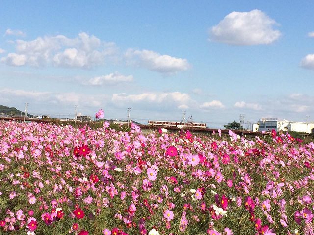 羽曳野市のコスモスの画像です