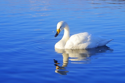 白鳥の画像です