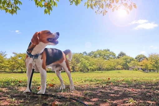 犬の画像です