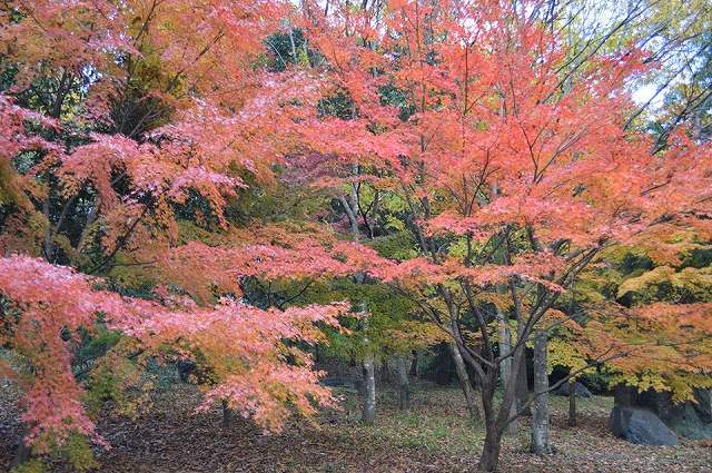 紅葉谷の画像です