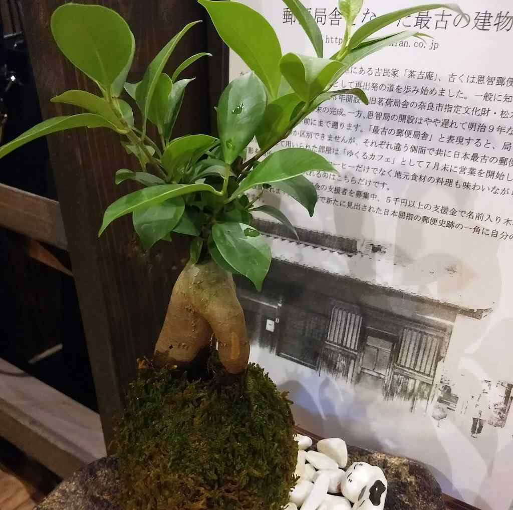 植物の画像です